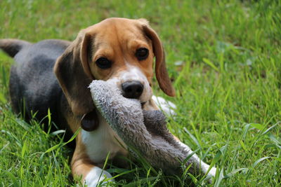 Portrait of dog on grass