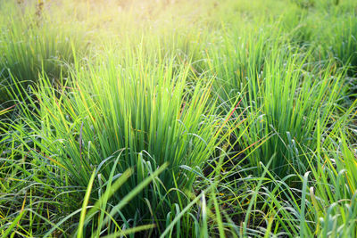 Close-up of fresh green grass in field