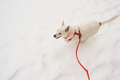 High angle view of dog on snow