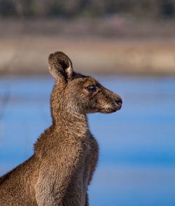 Side view of giraffe against blurred background