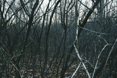 Bare trees against sky