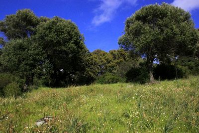 Trees on field against sky