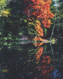 Trees by lake in forest during autumn