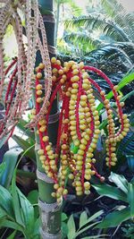 Low angle view of decoration hanging against plants