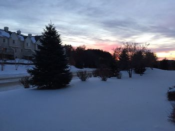 Bare trees on snow covered landscape