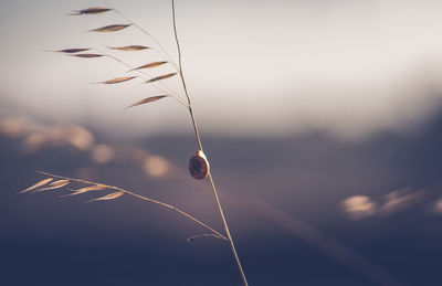 Snail climbing on twig