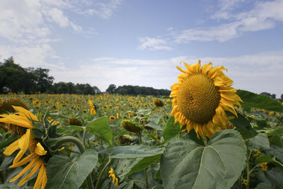 Close-up of yellow flowering plant on land against sky