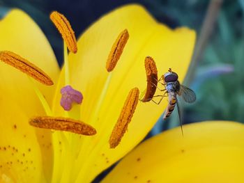 Close-up of insect pollinating on yellow flower