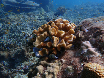 View of fishes swimming in sea