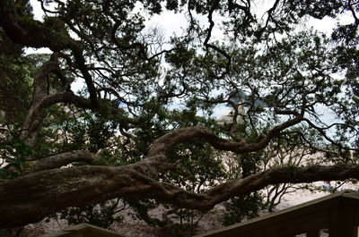 Low angle view of trees against sky