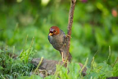 Close-up of a bird perching on a land