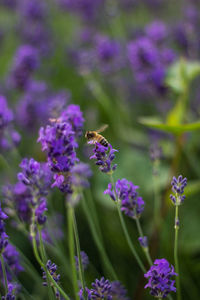 Close-up of purple flowers