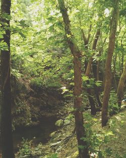 Trees in forest