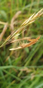 Close-up of insect on grass