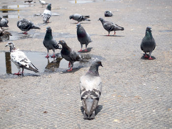 High angle view of pigeons on street