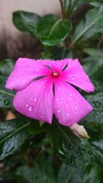 Close-up of water drops on pink flower