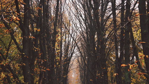 Bare trees in forest