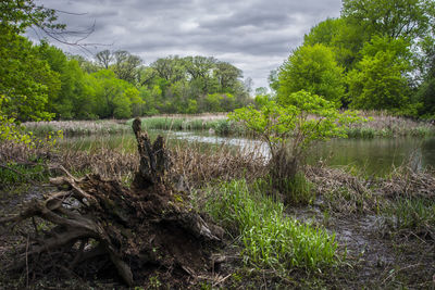 Scenic view of lake in forest against sky