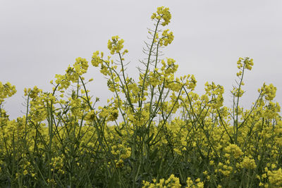 Scenic view of flowering plant against sky