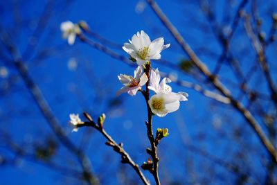 Close-up of white flowers on branch