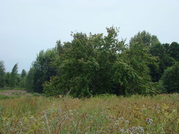 Trees on field against clear sky