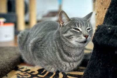 Close-up portrait of a cat