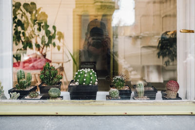 View of potted plants by window