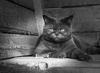 Portrait of cat sitting on table