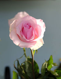 Close-up of pink rose