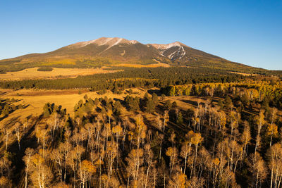 Scenic aerial of snow capped san francisco peaks with golden aspens between green pine trees