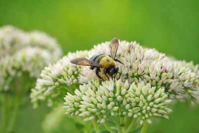 Close-up of bee on flower