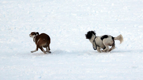 Two dogs running on snow covered land