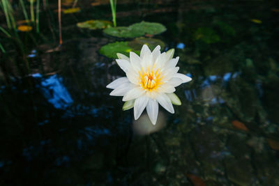 Lotus flower in a lagoon in mexico