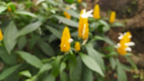 Close-up of yellow flowering plant on field