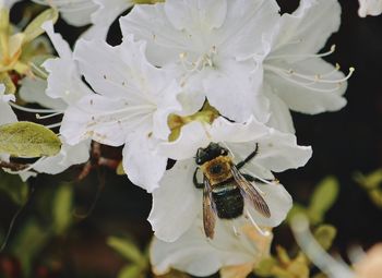 Close-up of bee on white flower