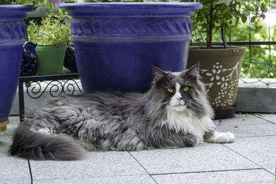 Portrait of cat sitting on tiled floor