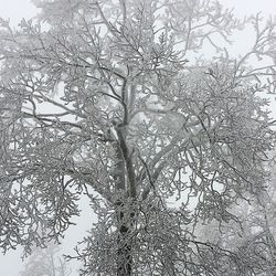 Low angle view of bare trees against sky