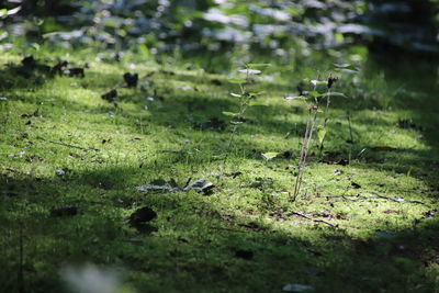 Full frame shot of grass on field