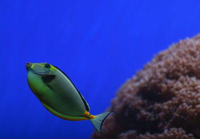 Close-up side view of naso tang fish in water