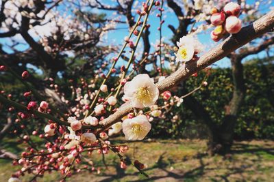 Low angle view of apple blossoms in spring