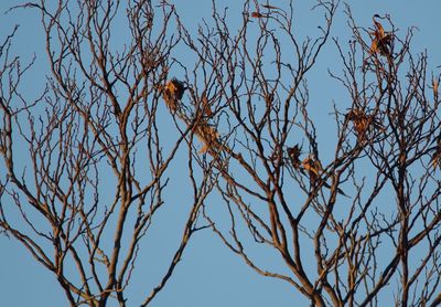 Low angle view of bird perching on bare tree against blue sky