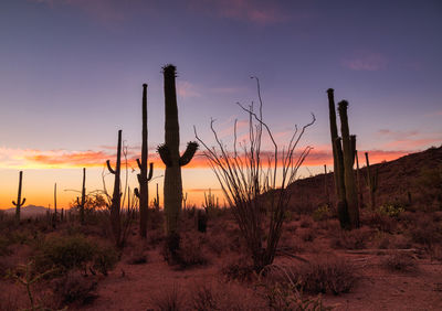 Plants growing on field against sky during sunset