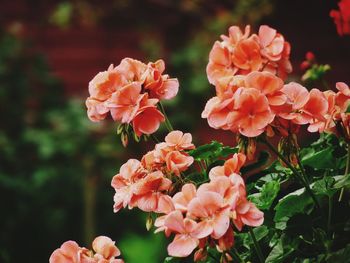 Close-up of flowers blooming outdoors