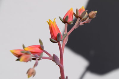 Close-up of flowers blooming outdoors