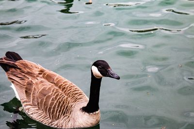 Close-up of canada goose swimming on pond