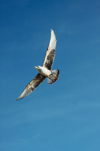 Low angle view of birds flying against blue sky