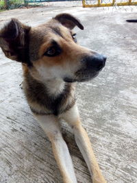 Close-up of dog looking away