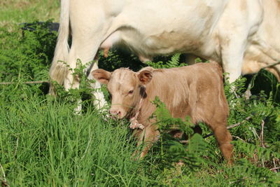 Cows and calves in the meadow