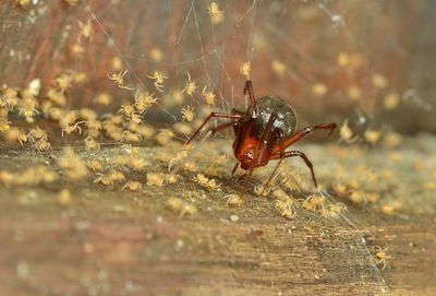 Close-up of spider