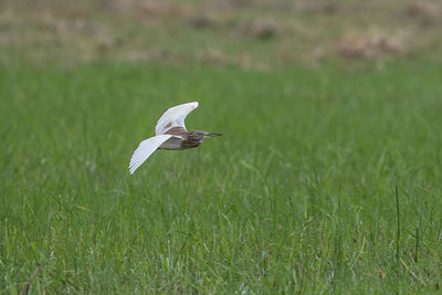 Bird flying over a field